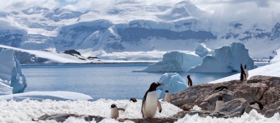 25-Day Scotia Arc: Antarctica, Falklands & South Georgia