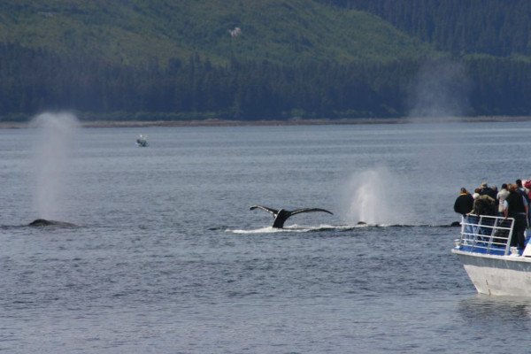 7-Day Alaska Fjords & Canadian Inside Passage