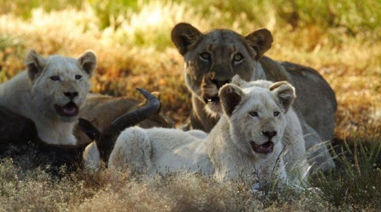 S.A.L.T. Lab