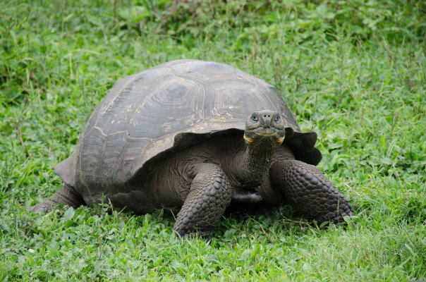 7 Night Galapagos Outer Loop Itinerary