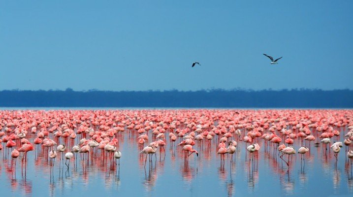 Safari, The Seychelles and Indian Ocean - Cruise & Land Journey