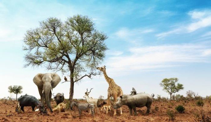 Stars of South Africa