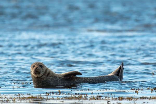 Alaska and British Columbia – Inside Passage, Bears and Aleutian Islands (Northbound)