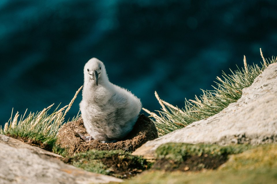 cruise image