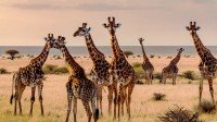 Africa & Indian Ocean Finest Collection