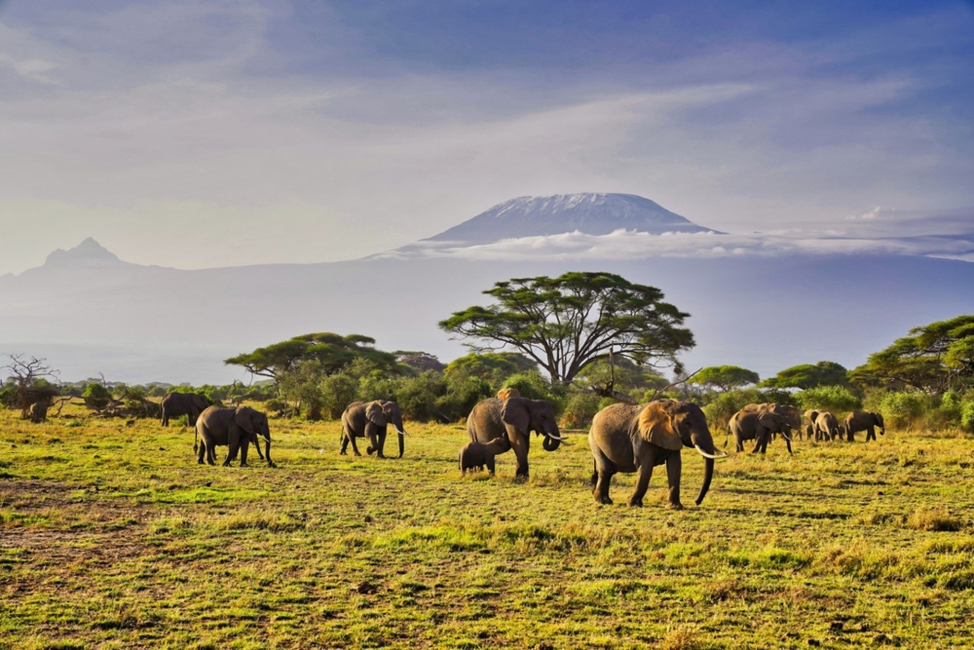 African Safari