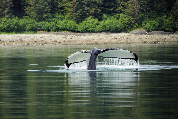 7-Day Glaciers & Alaska Inside Passage