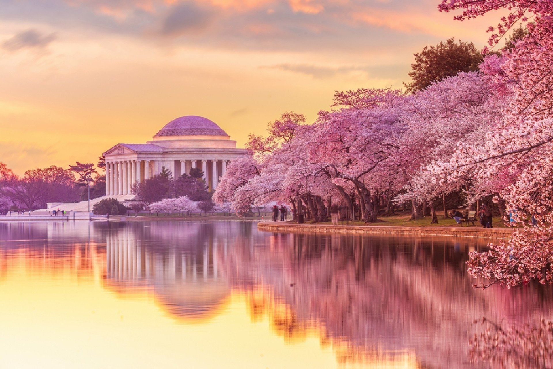 More than a cruise: Cherry blossom season in Japan