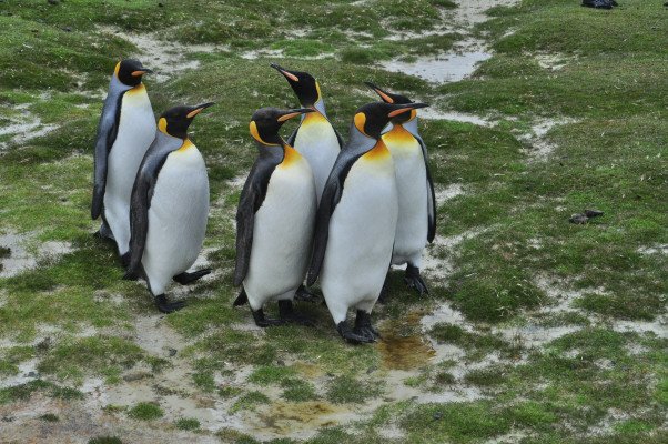 20-Day Antarctica, South Georgia & Falkland Islands
