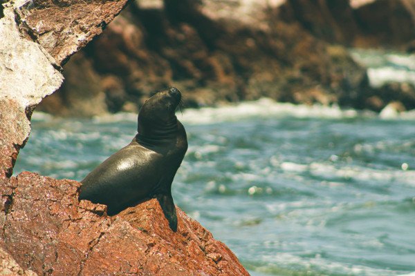 Ultimate Journey: Antarctica & South America
