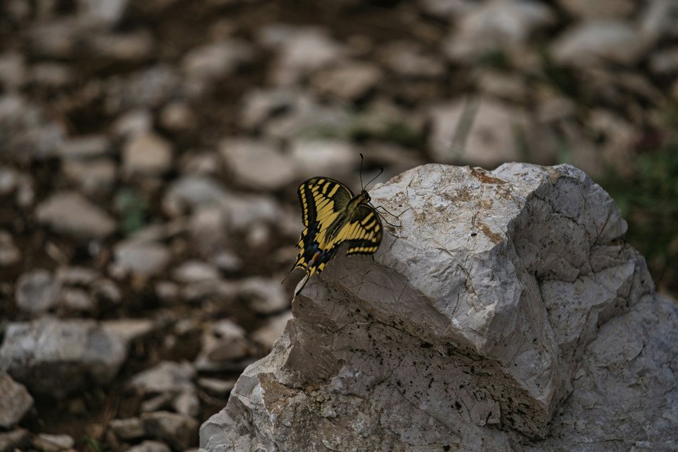 9 Image 9