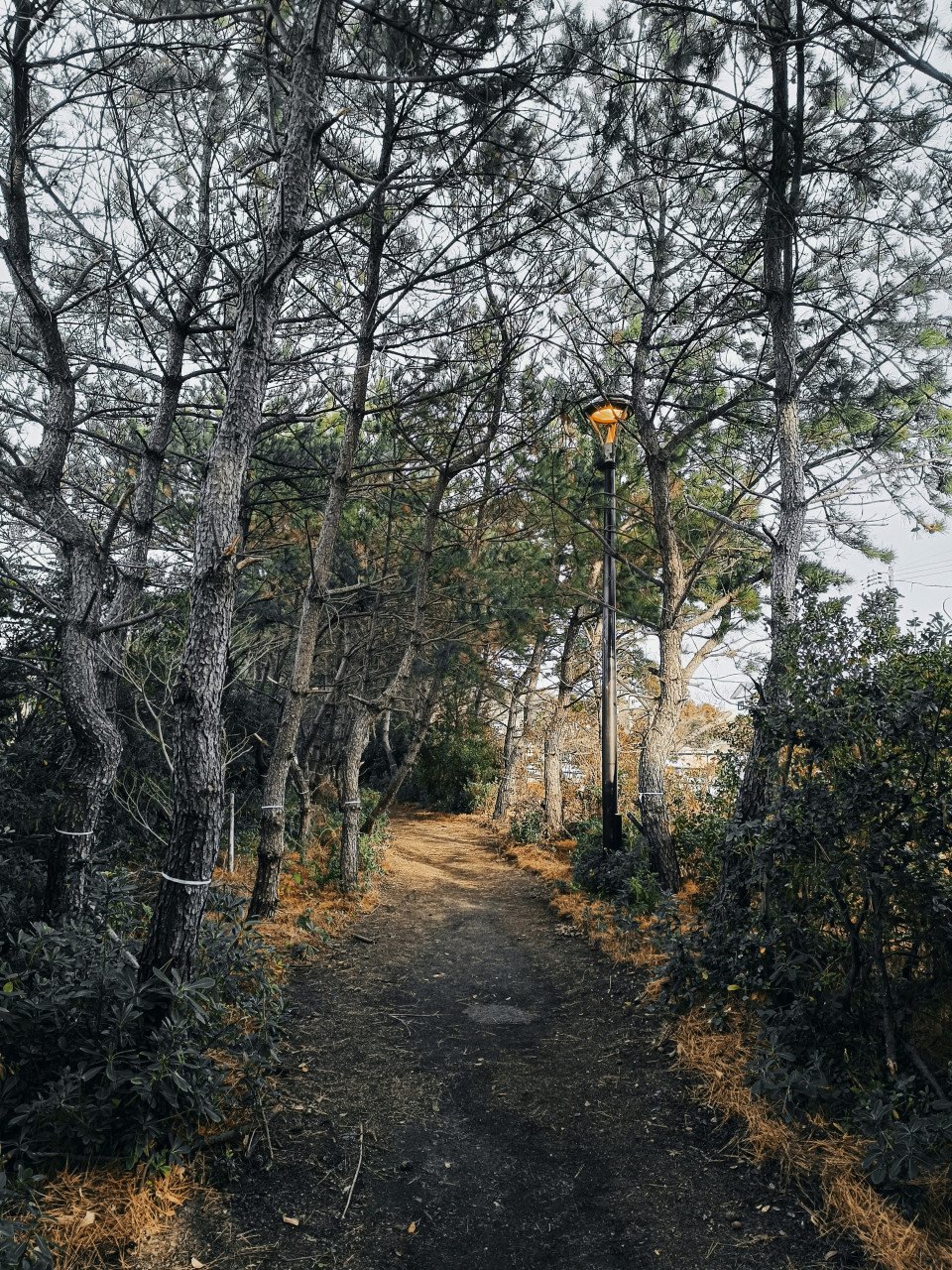 5 Image 5