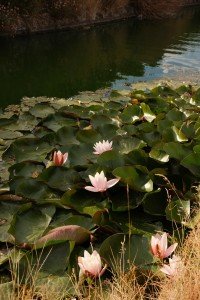 1 Image 1