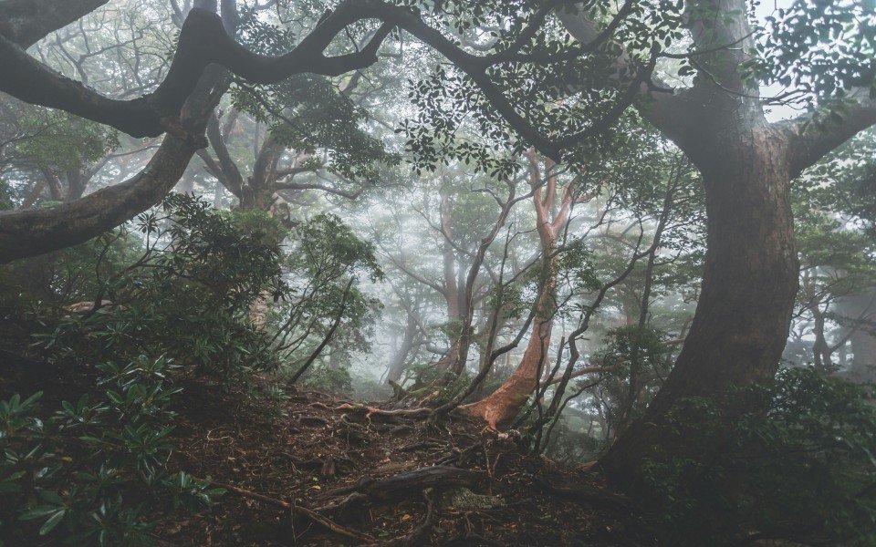 10 Image 10