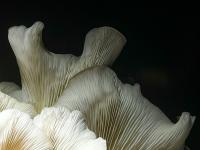 5 Image 5