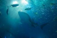 11 Image 11