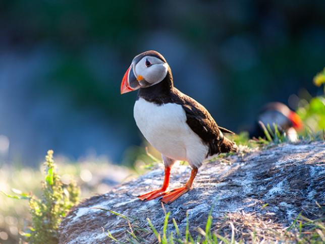 Puffins