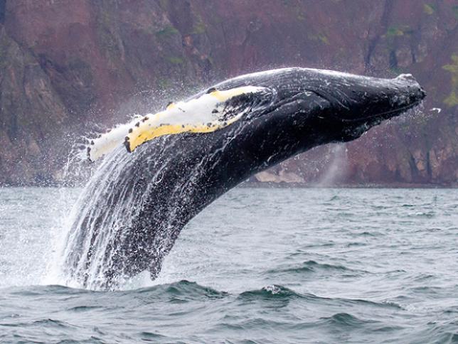 Humpback and minke whales