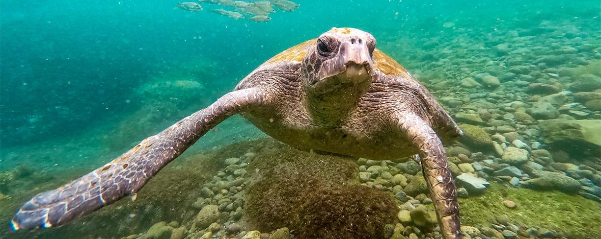 Snorkelling