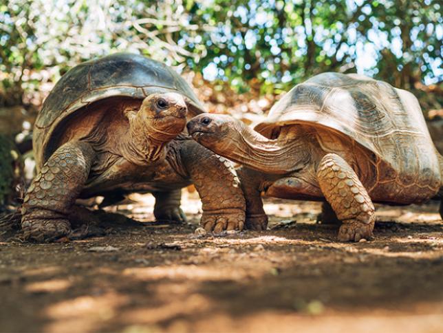 Giant Aldabra Tortoises