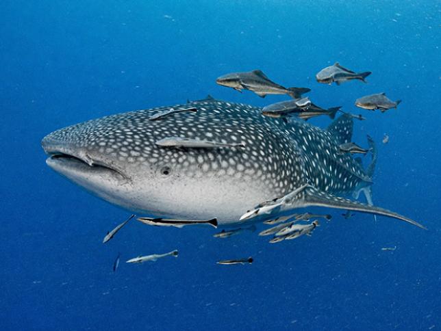 Whale Sharks