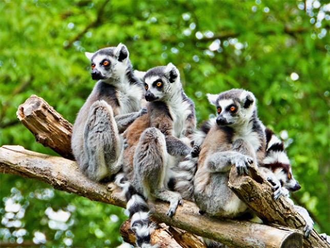 Lemurs