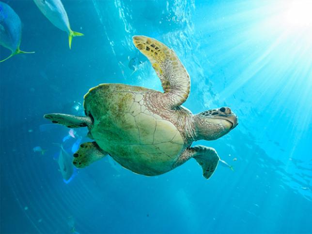 Green Sea Turtles