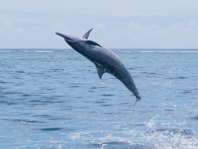 Spinner Dolphins