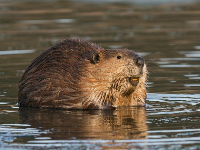 Beavers