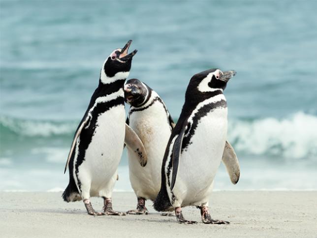 Magellanic penguins
