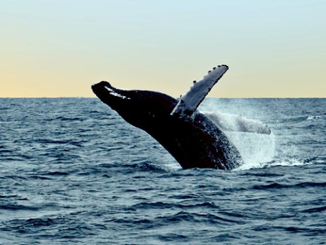 Humpback Whales