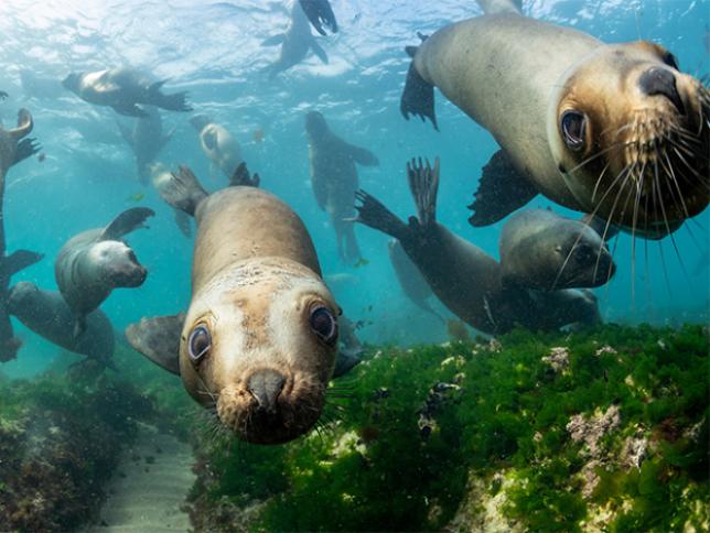 South America Sea Lions
