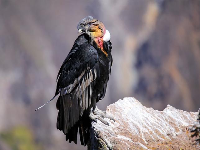Andean Condors