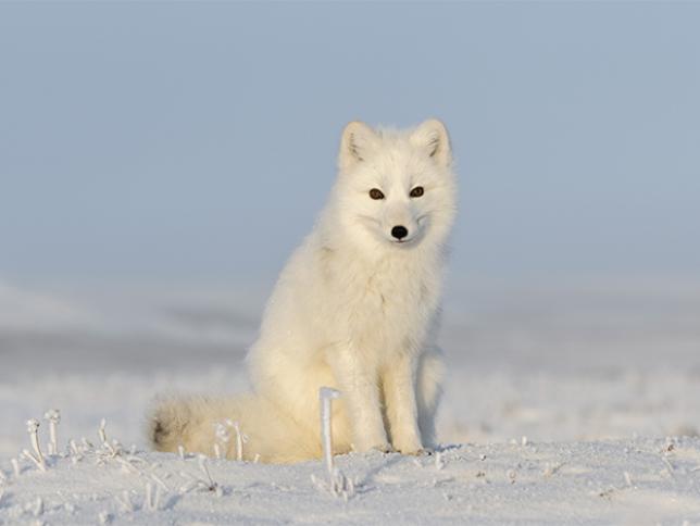 Arctic Fox