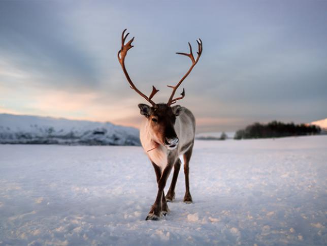 Svalbard Reindeer