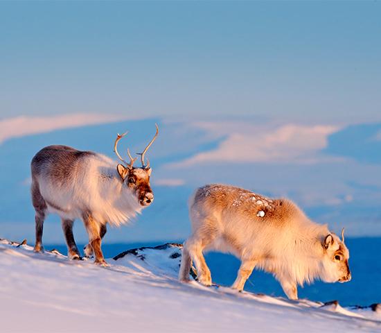 Arctic