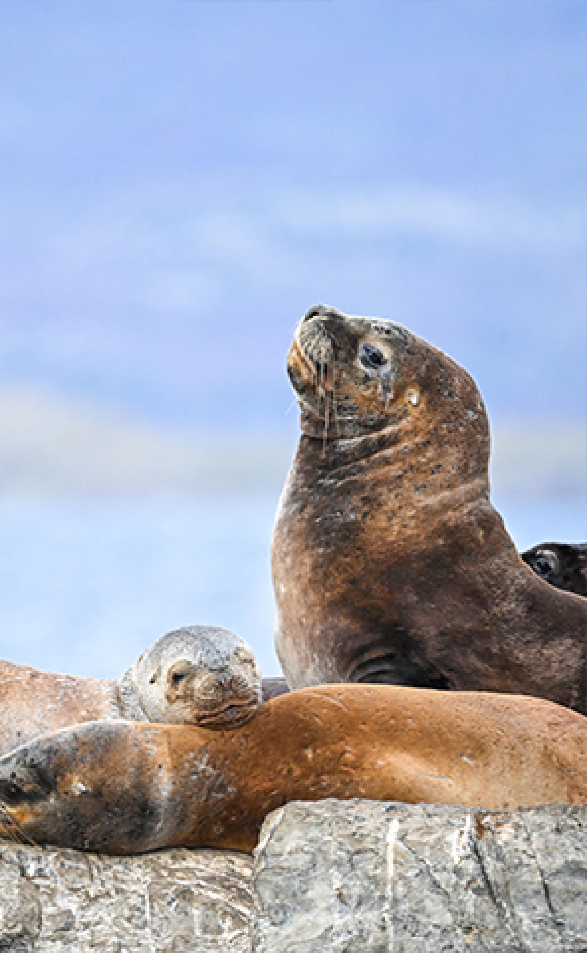Wildlife_South_American_Sea_Lion5_296x480