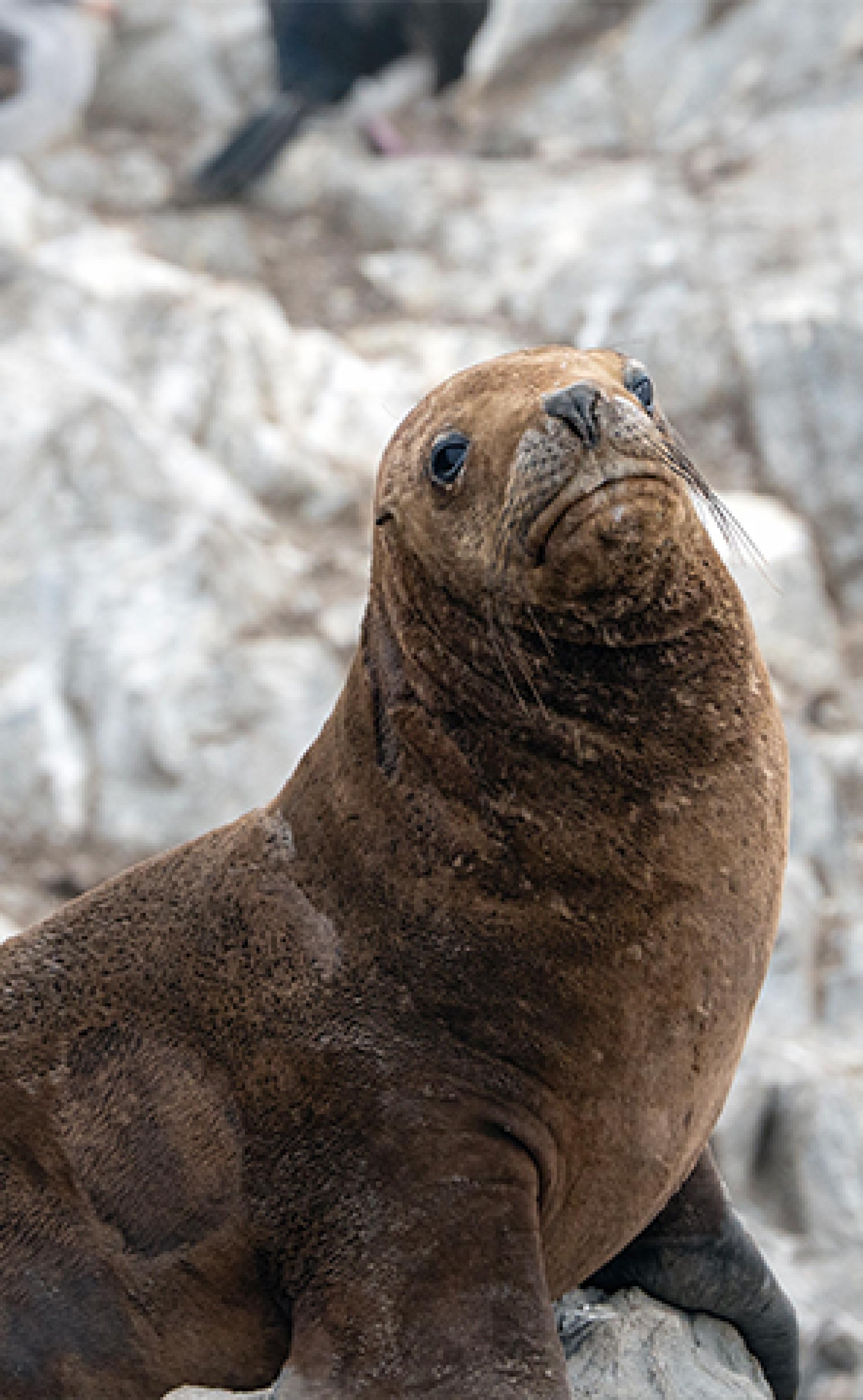 Wildlife_South_American_Sea_Lion4_296x480