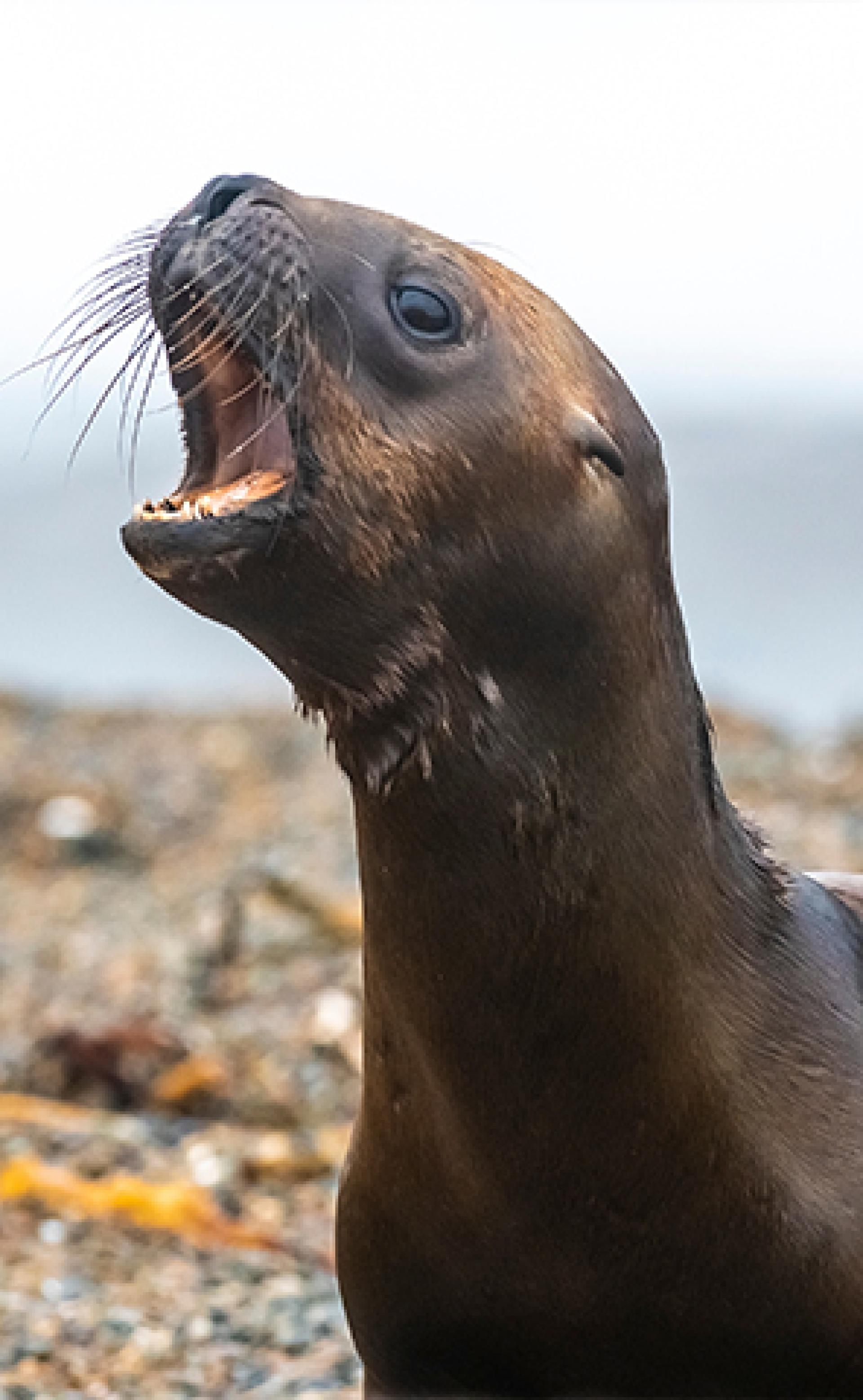 Wildlife_South_American_Sea_Lion3_296x480