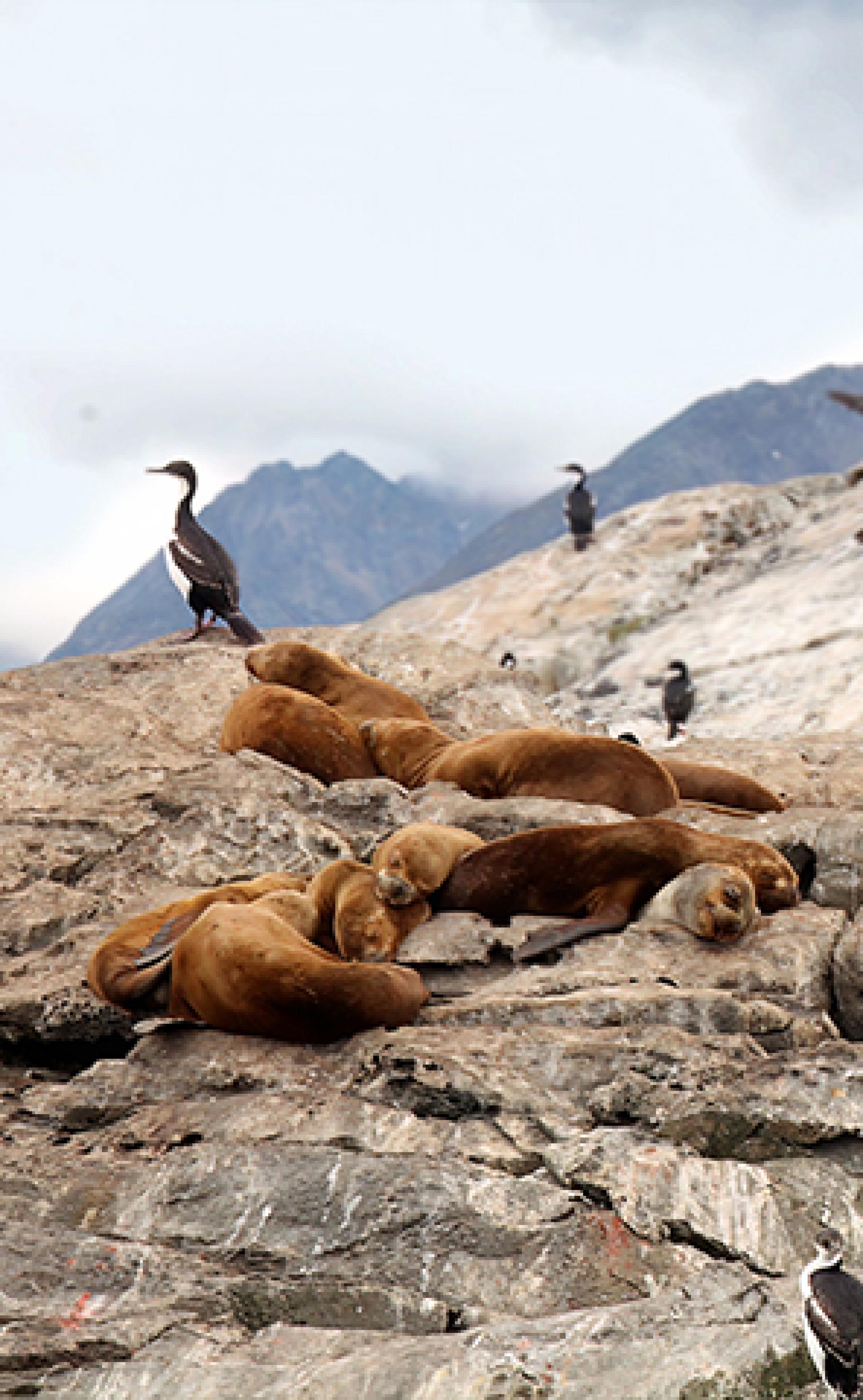 Wildlife_South_American_Sea_Lion2_296x480