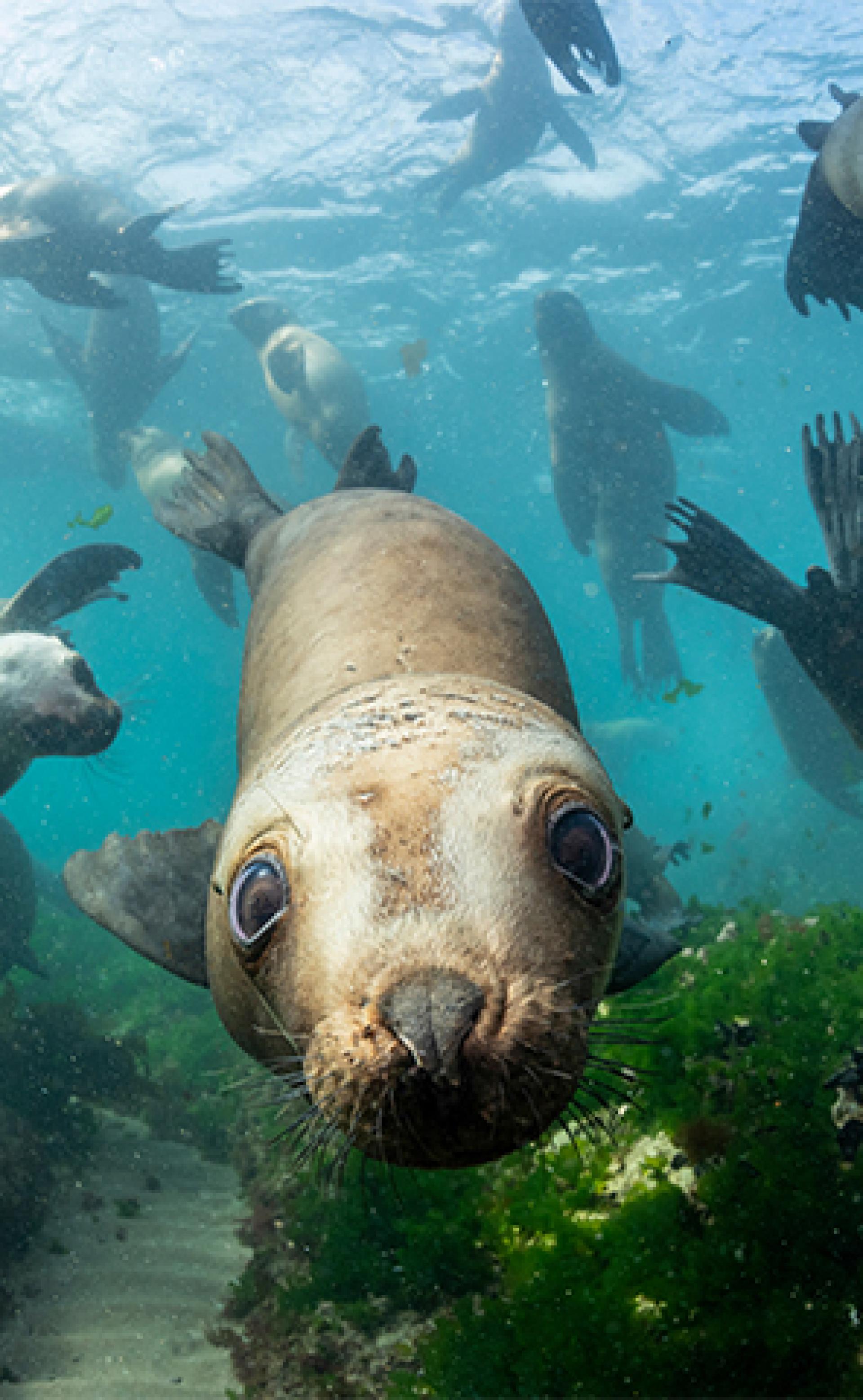 Wildlife_South_American_Sea_Lion1_296x480