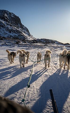 Dogsledding