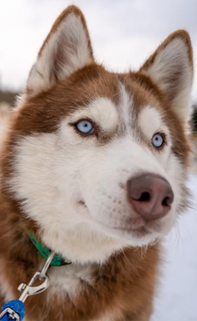 Dogsledding